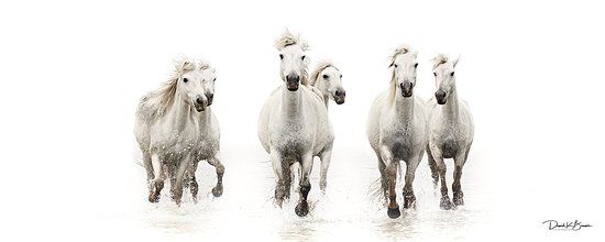 David Beavis Fine Art